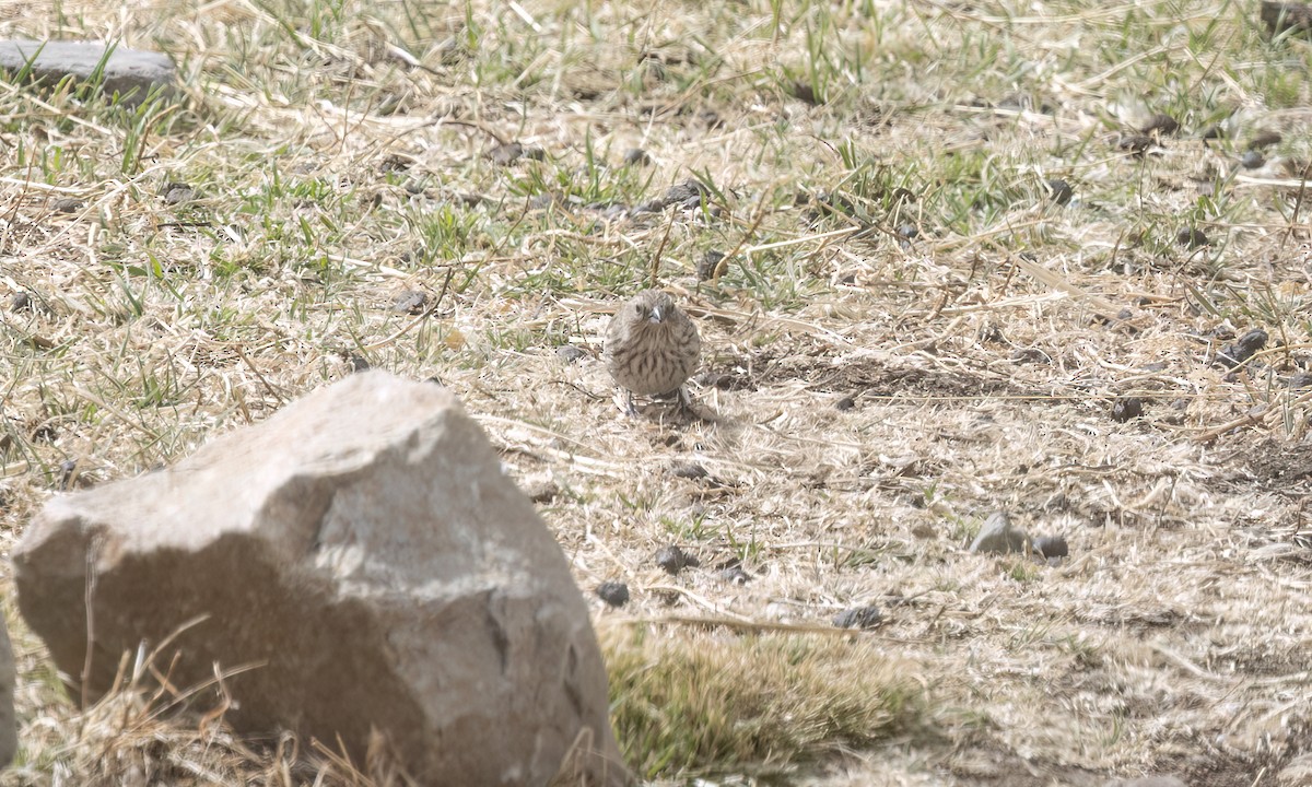 Yal Plebeyo - ML644500595