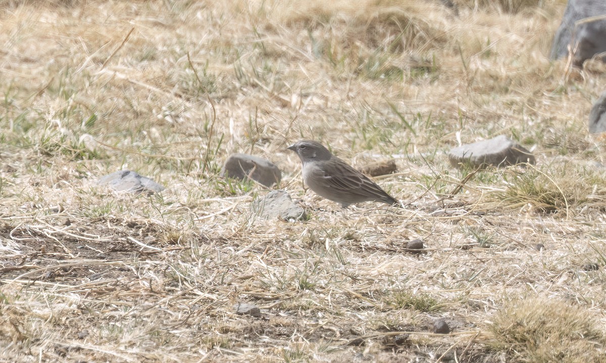 Yal Plebeyo - ML644500596