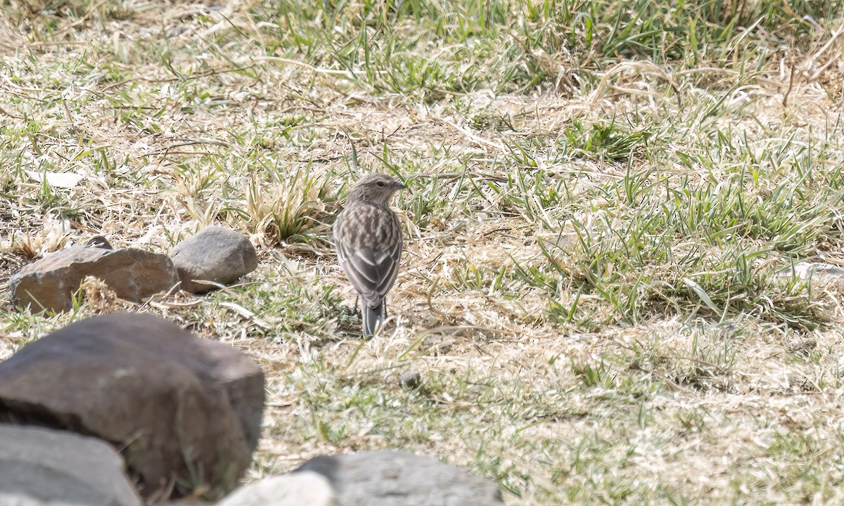 Yal Plebeyo - ML644500597