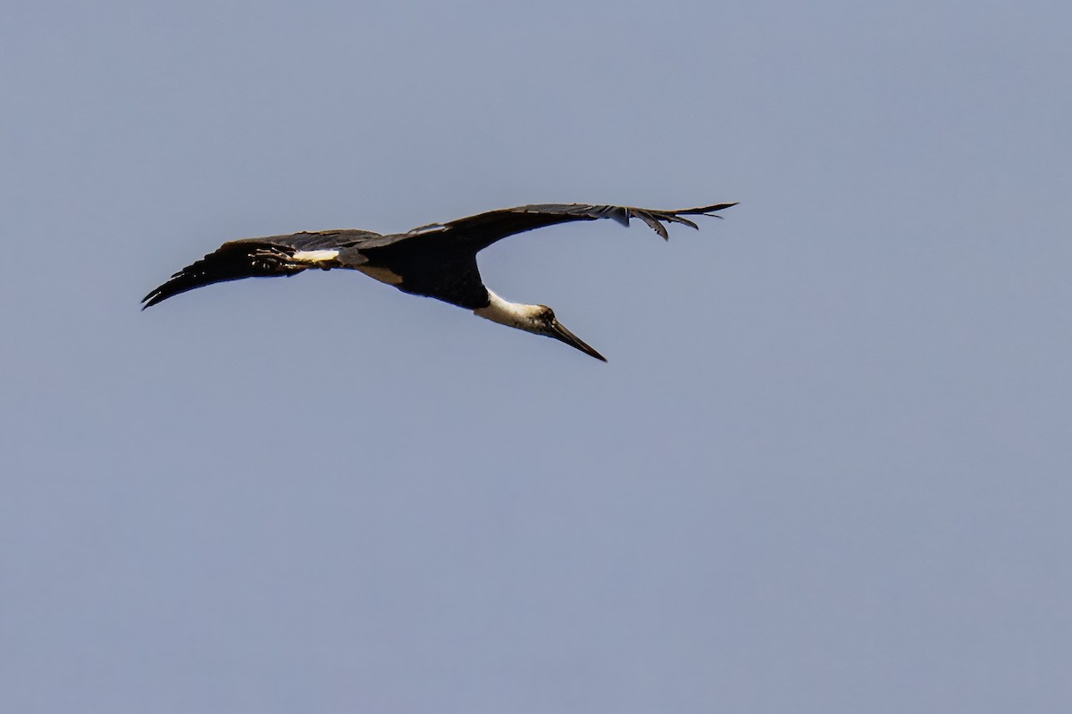 African Woolly-necked Stork - ML644500598