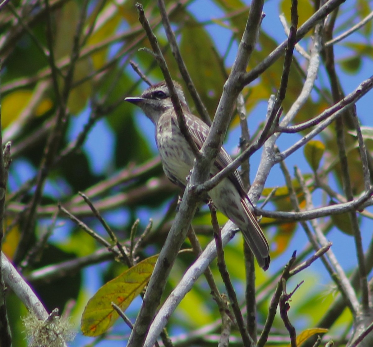 Tyran tacheté - ML644500599