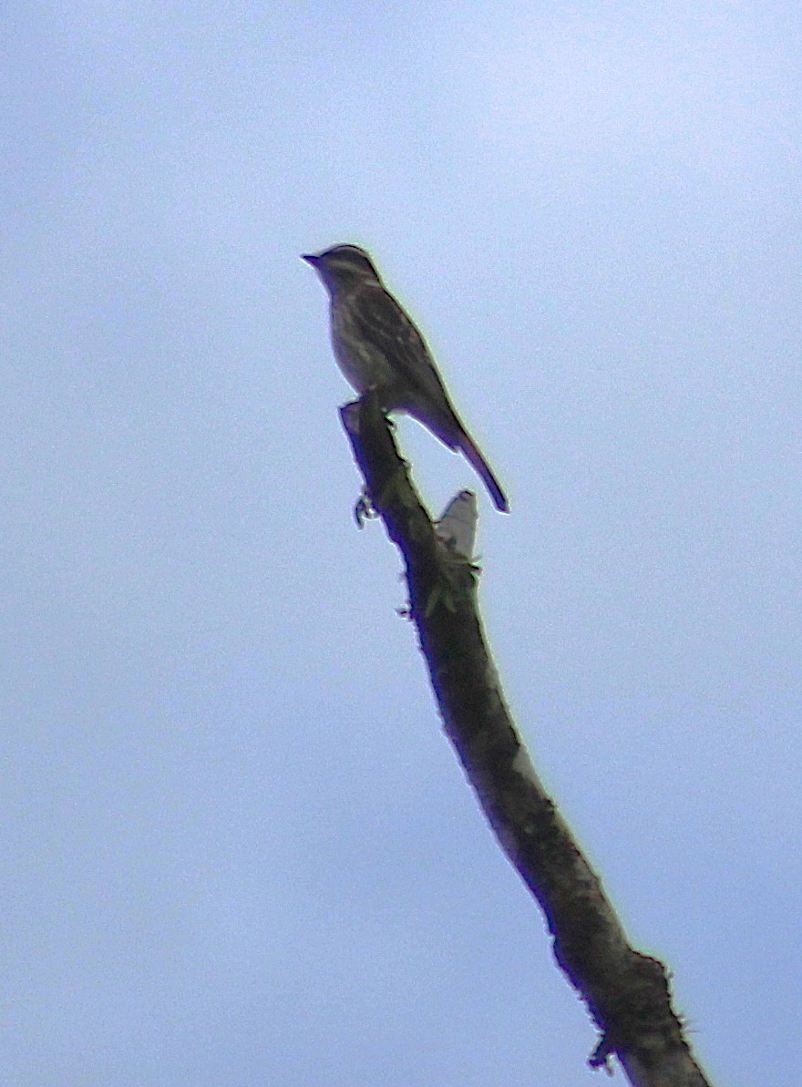 Tyran tacheté - ML644500600