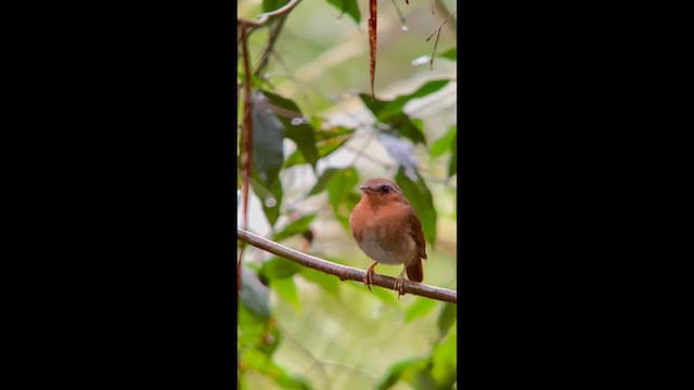 Rufous Gnateater - ML644500601