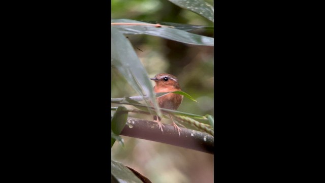 Rufous Gnateater - ML644500602