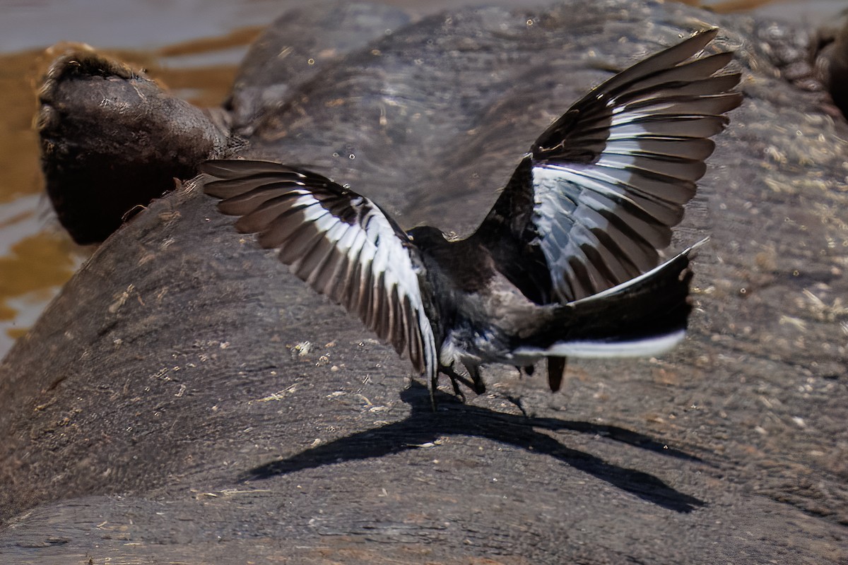 African Pied Wagtail - ML644500633