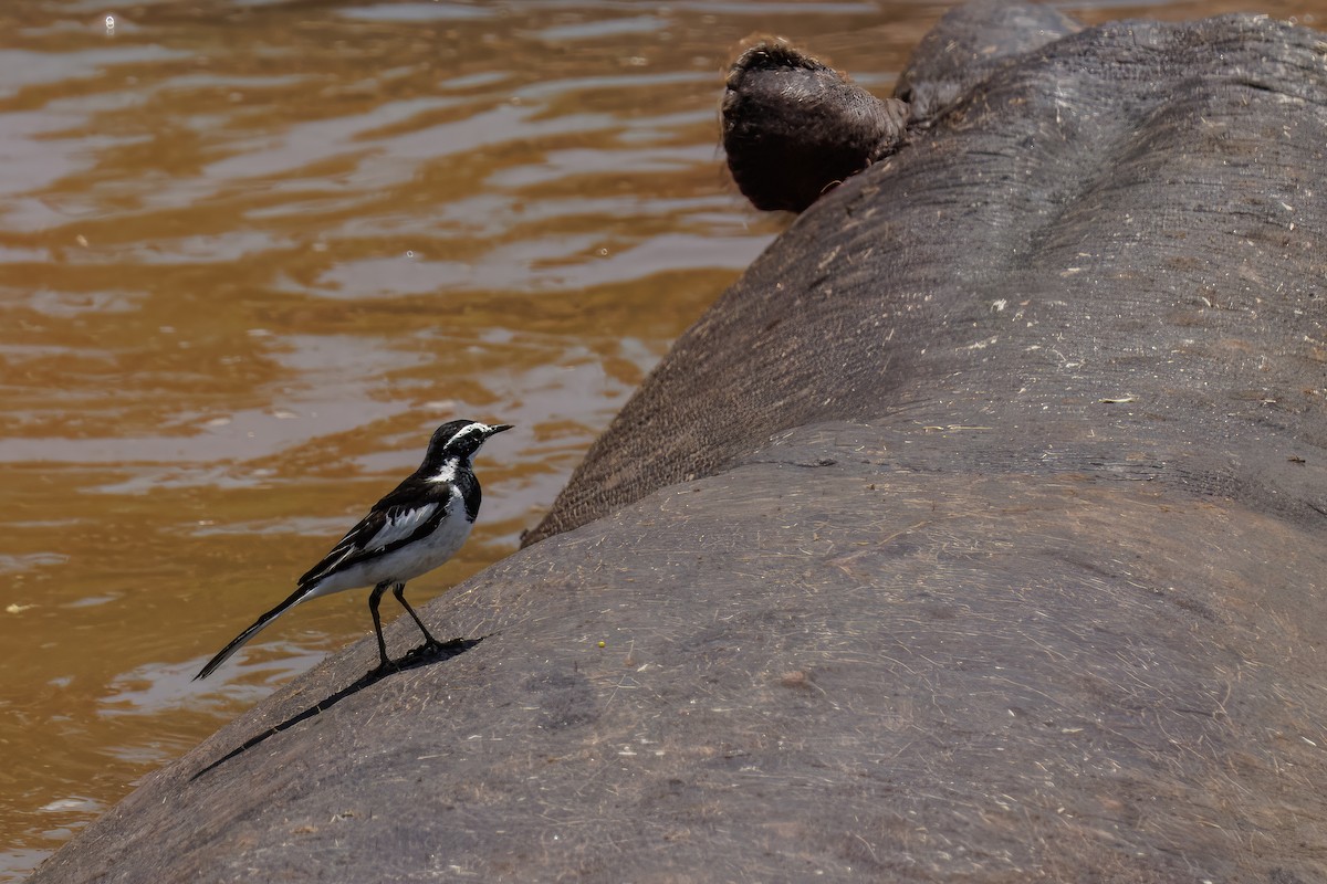 African Pied Wagtail - ML644500634