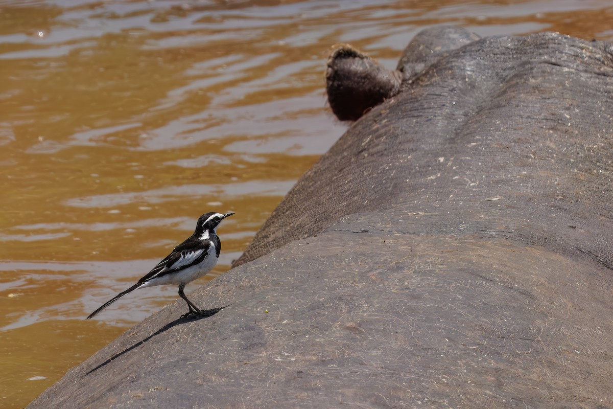 African Pied Wagtail - ML644500635