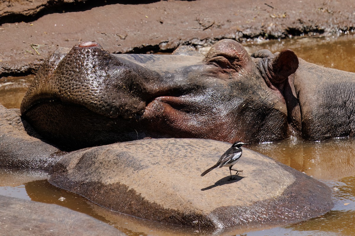 African Pied Wagtail - ML644500636