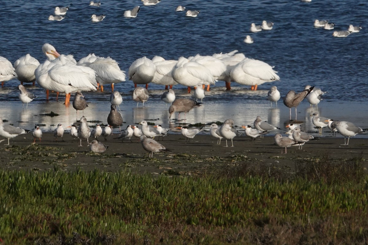 Elegant Tern - ML644500637