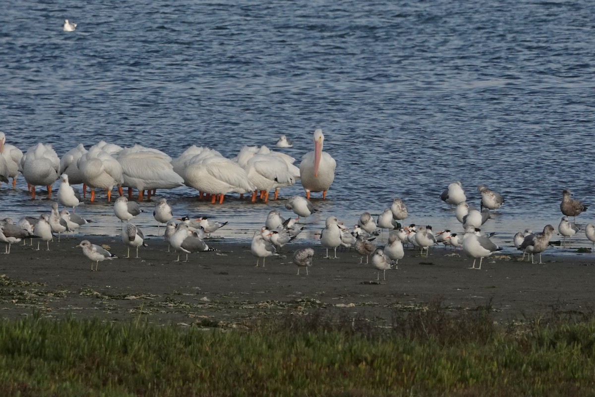 Elegant Tern - ML644500640