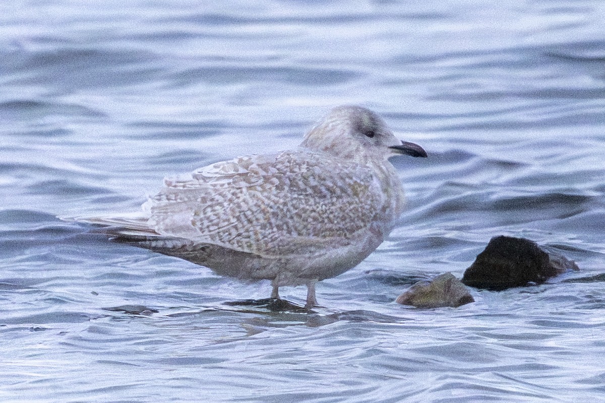 アイスランドカモメ - ML644500653