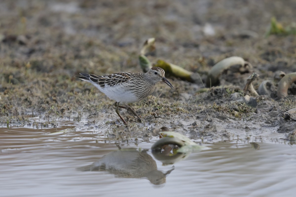 Pectoral Sandpiper - ML644500656