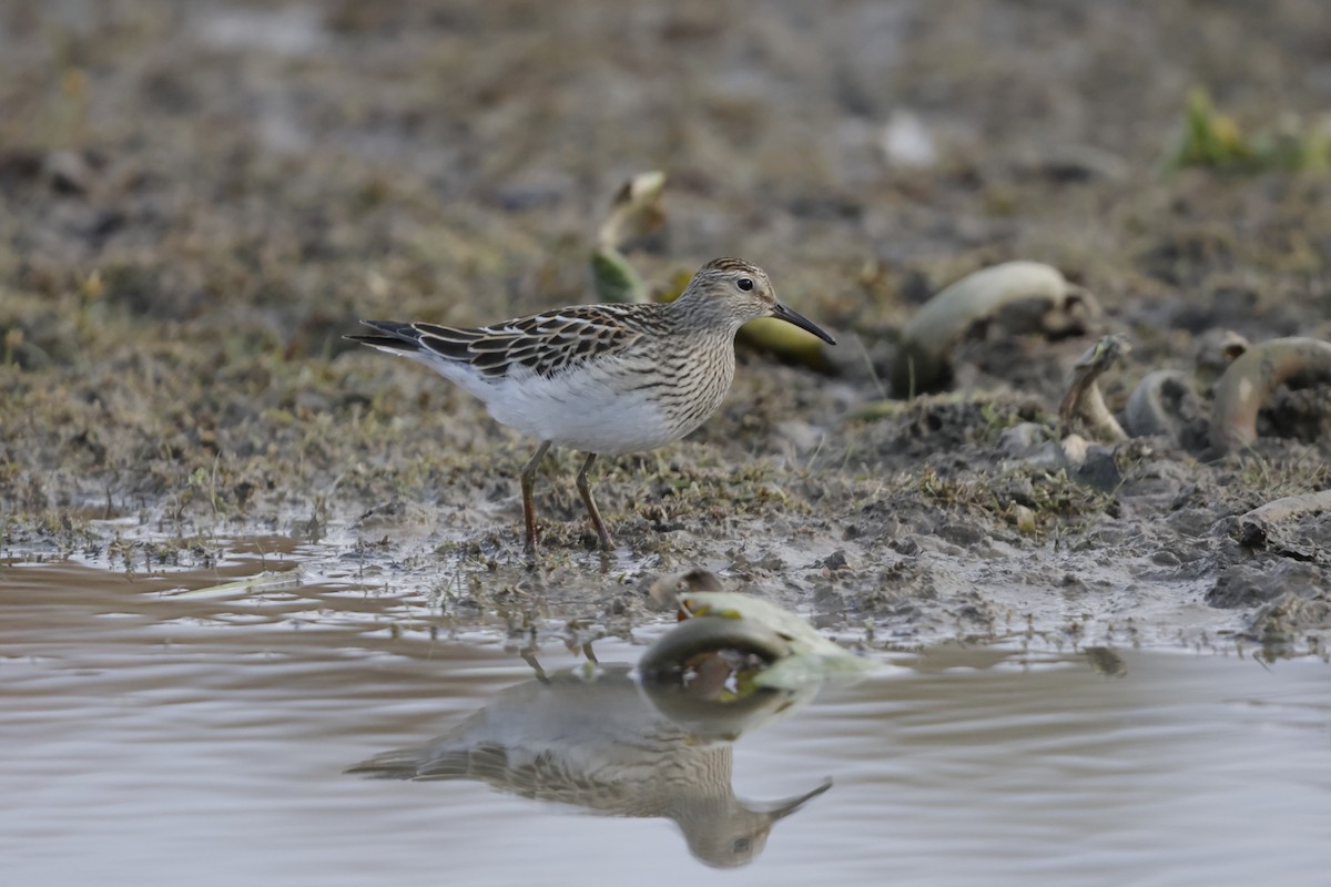 Pectoral Sandpiper - ML644500657