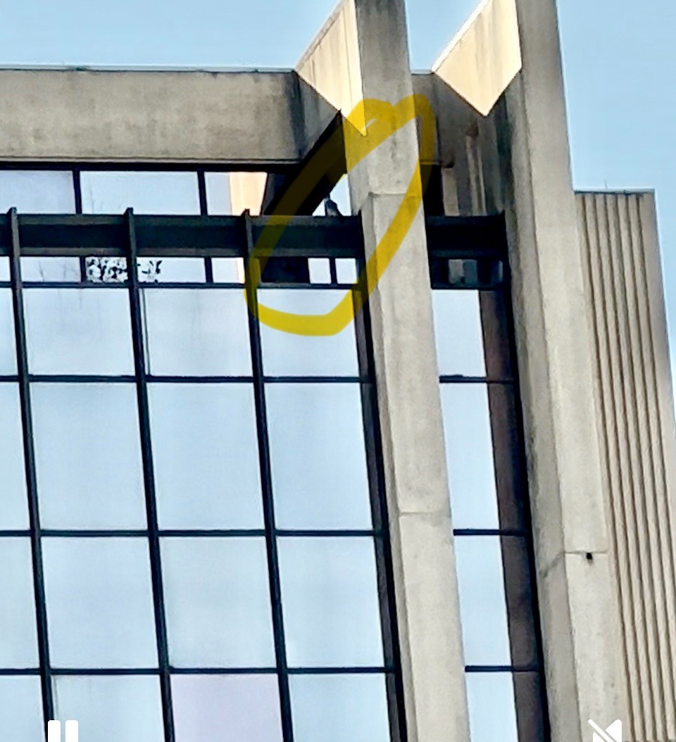 vandrefalk - ML644500660