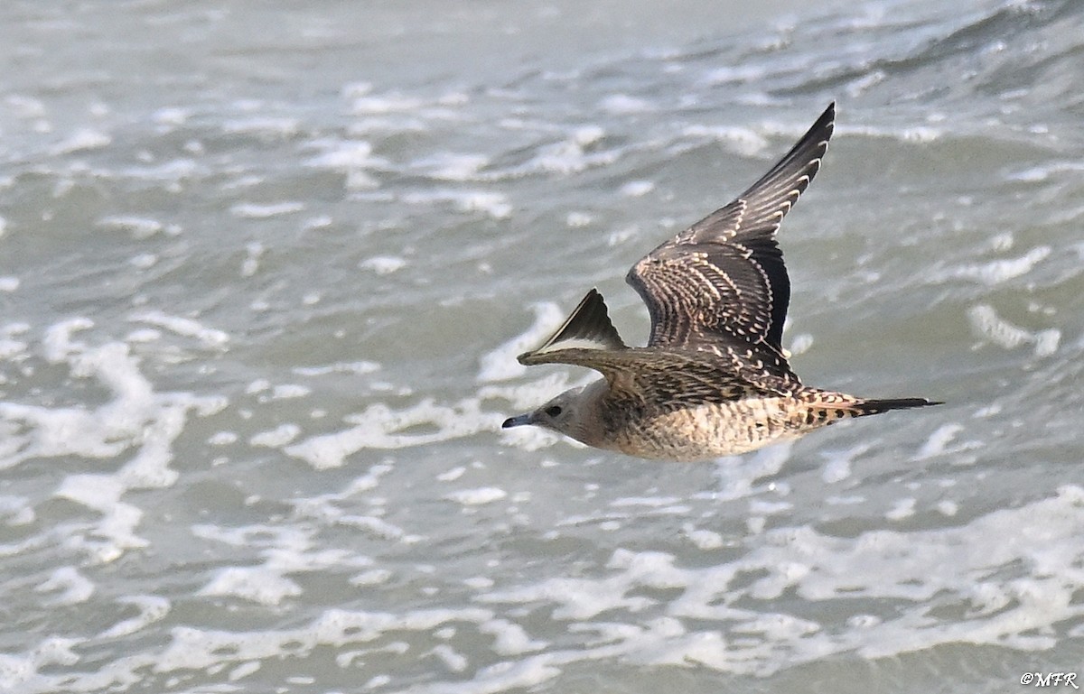 Labbe parasite - ML644500669