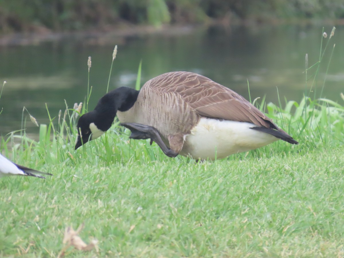 Bernache du Canada - ML644500672