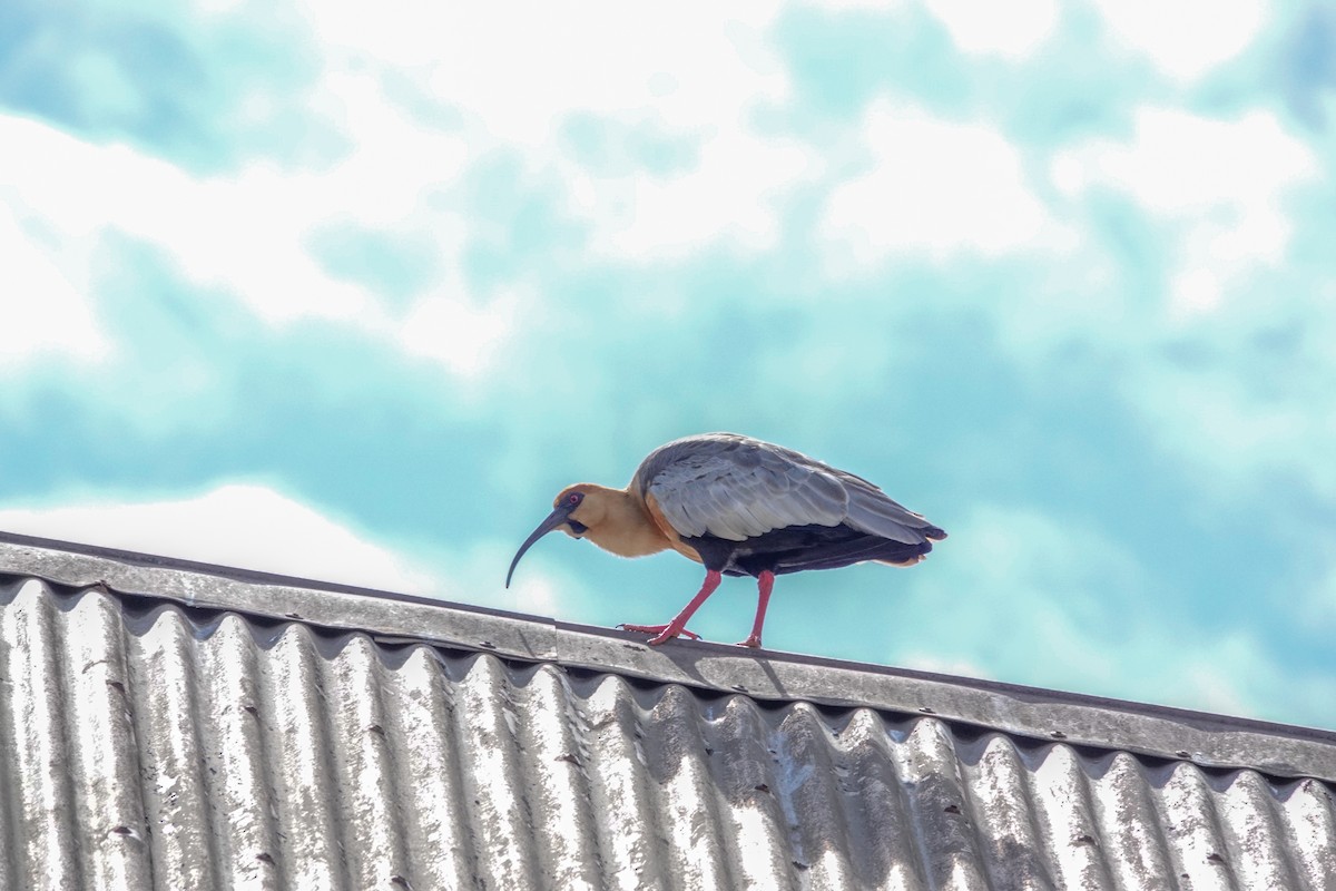 İbikli Sarıca Aynak - ML644500674