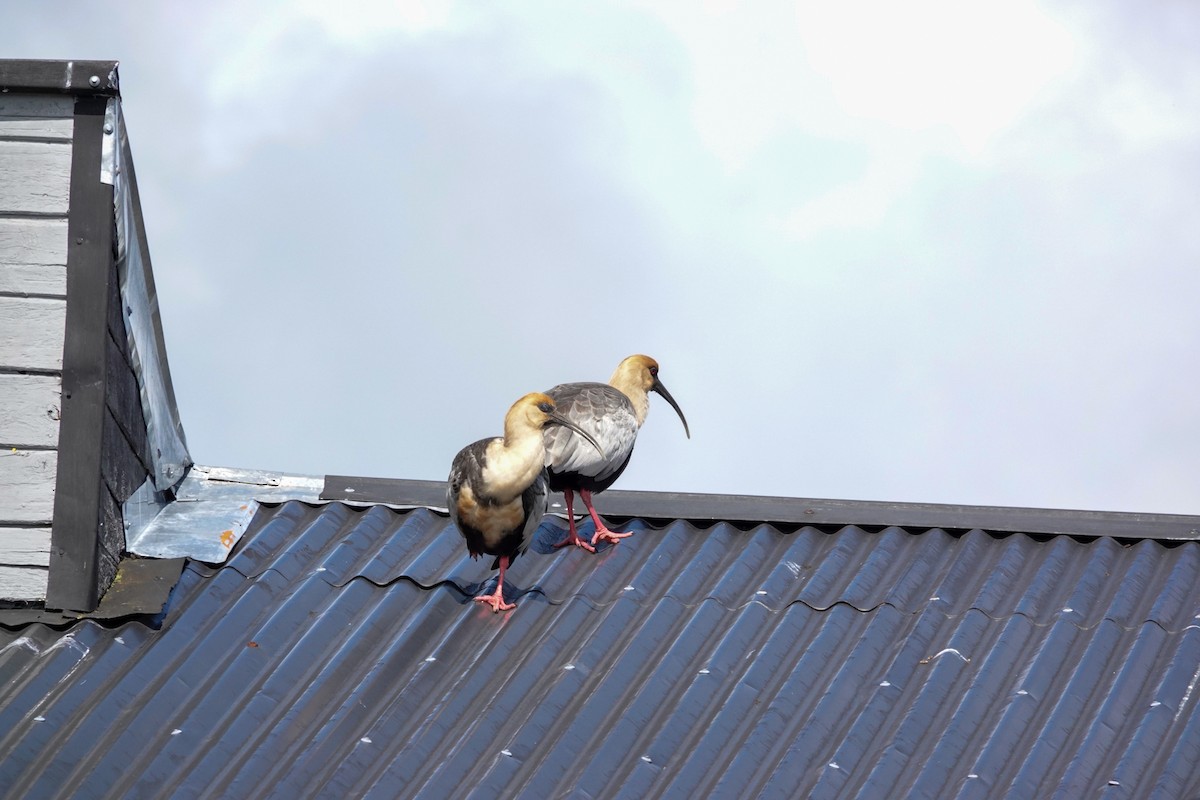 İbikli Sarıca Aynak - ML644500676