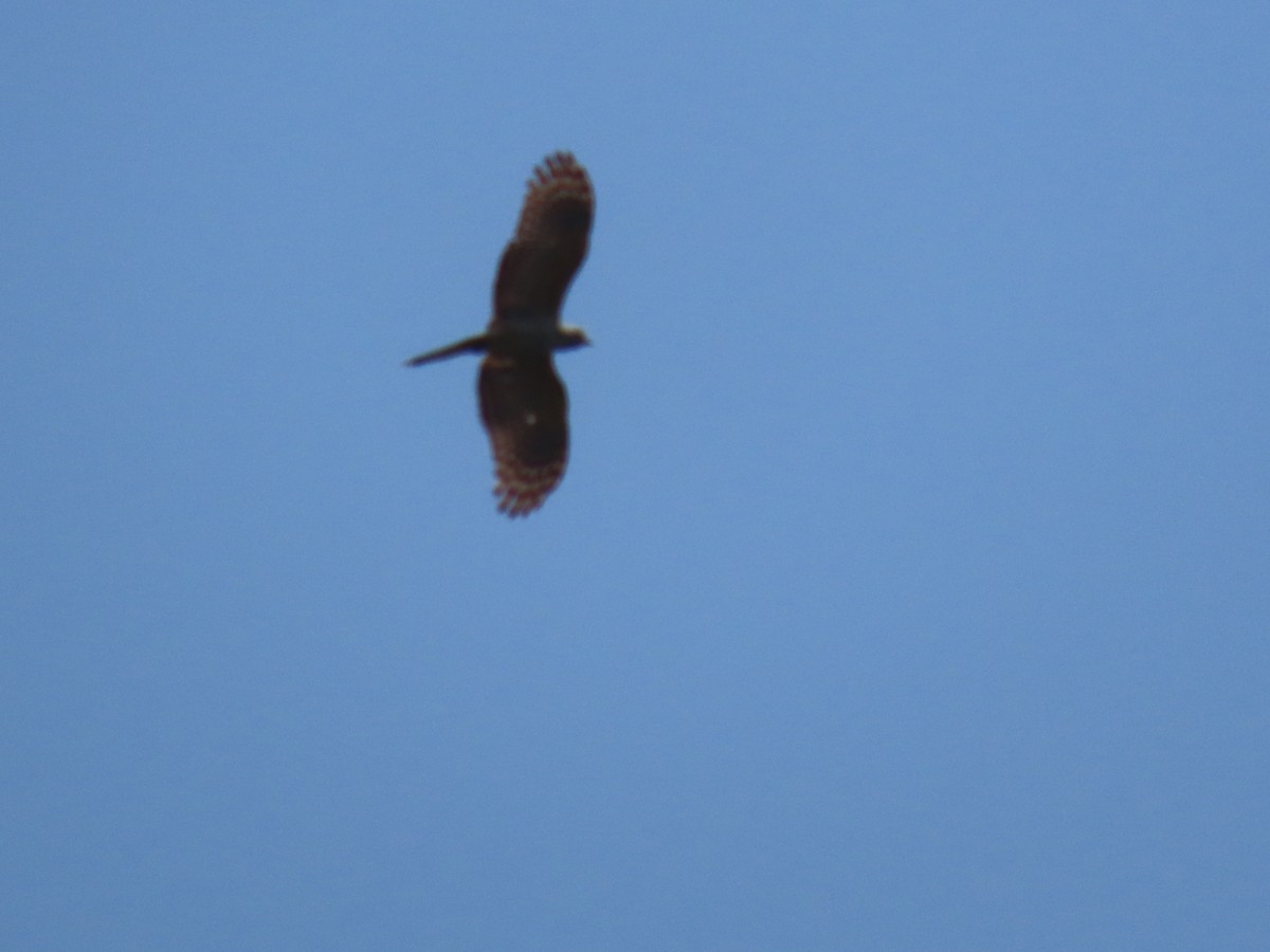 Pacific Baza - ML644500680