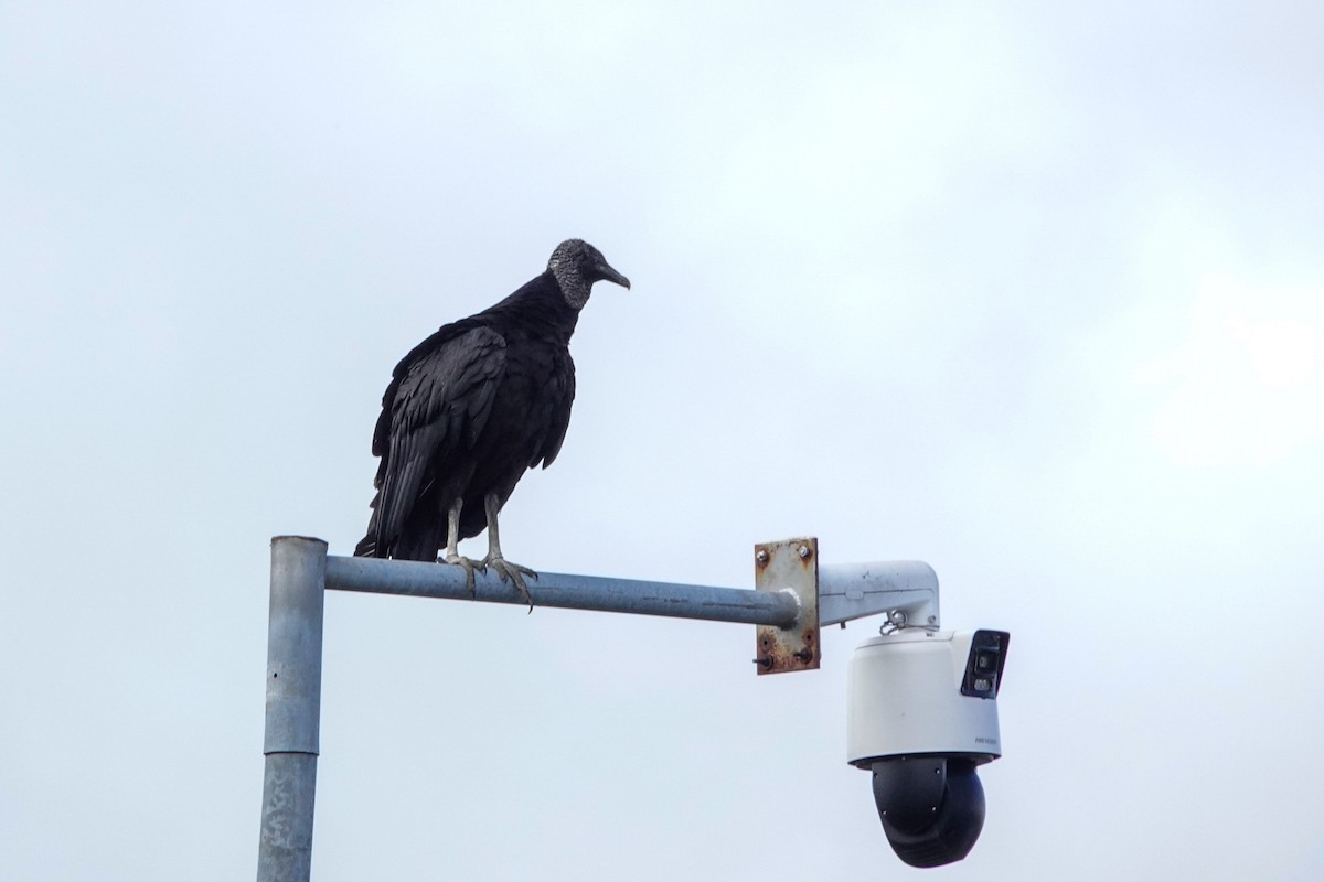 Rabengeier - ML644500685