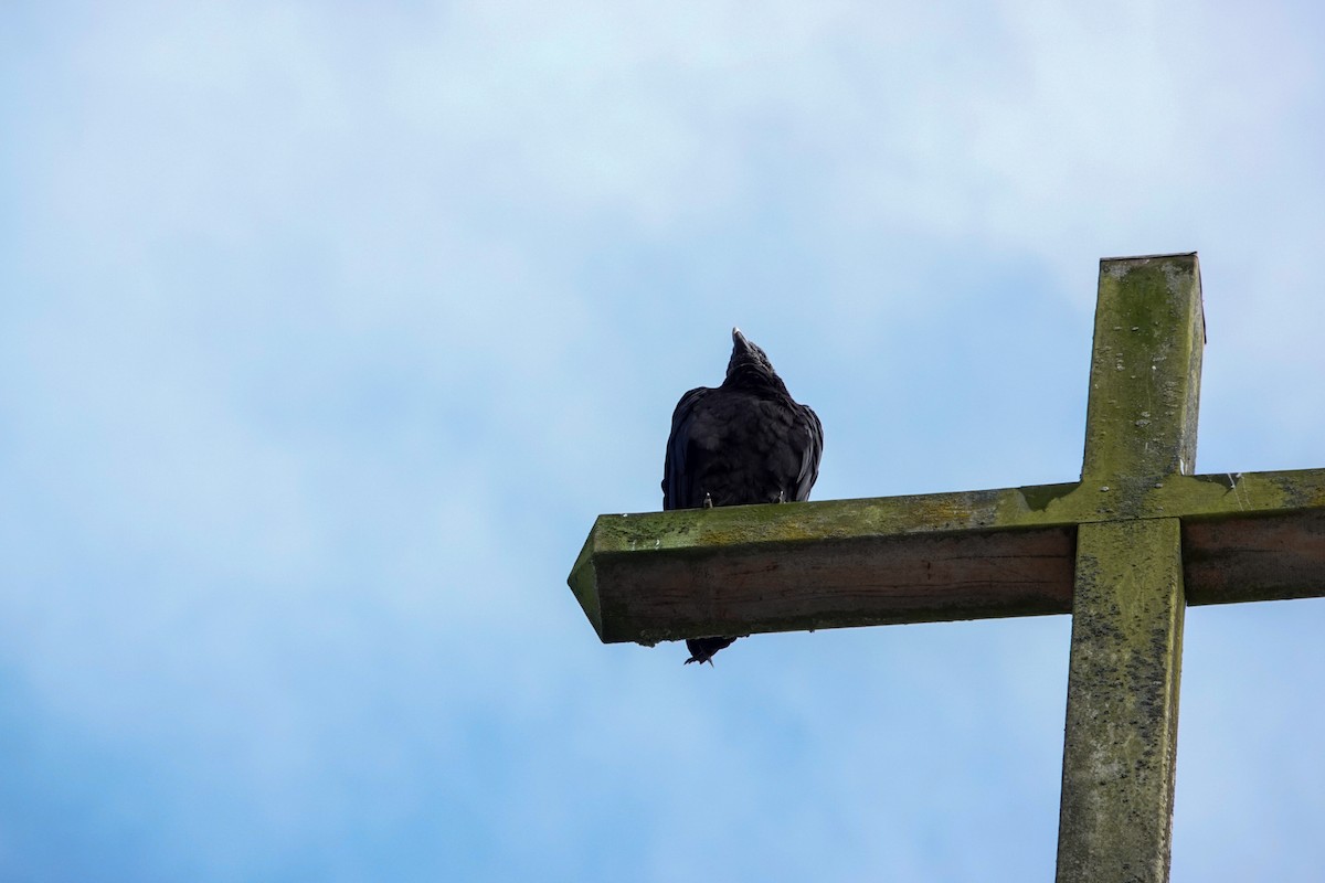 Rabengeier - ML644500686