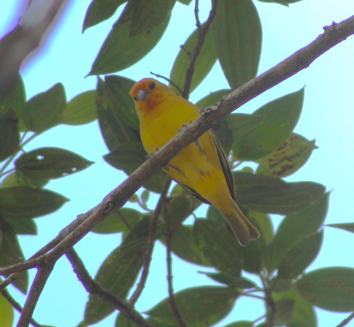 Saffron Finch - ML644500687