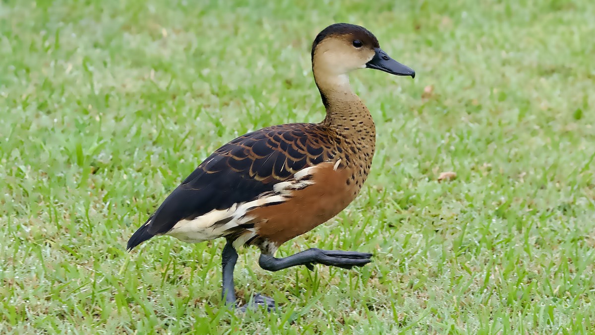 オオリュウキュウガモ - ML644500693