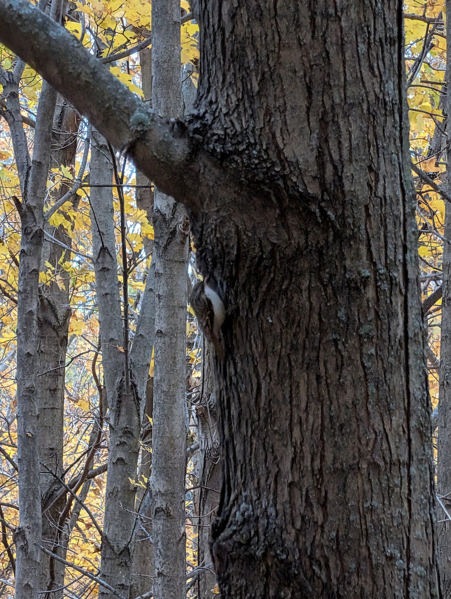 Brown Creeper - ML644500694