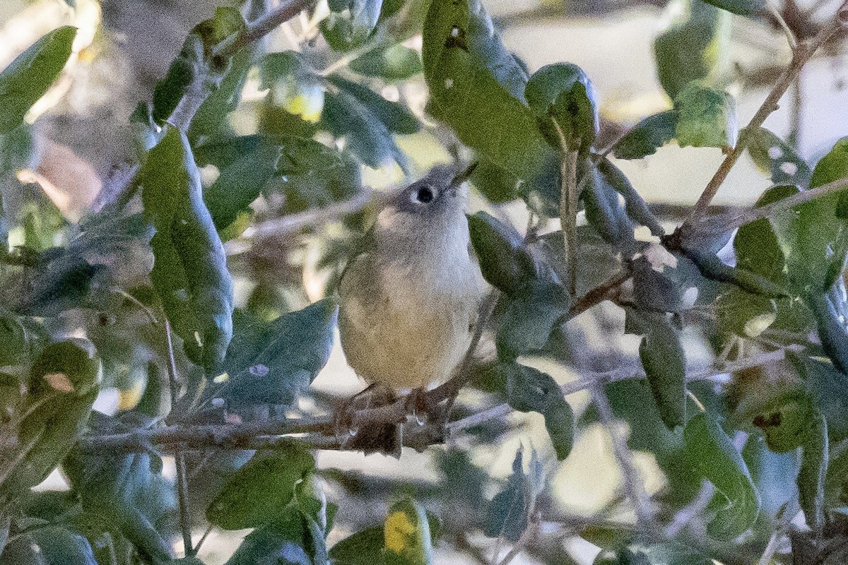 Ruby-crowned Kinglet - ML644500700