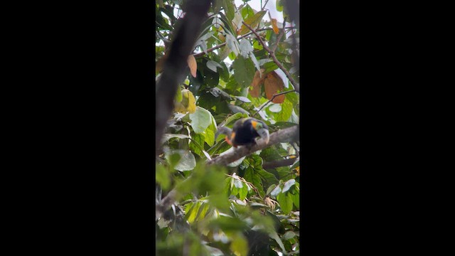 Spot-billed Toucanet - ML644500701