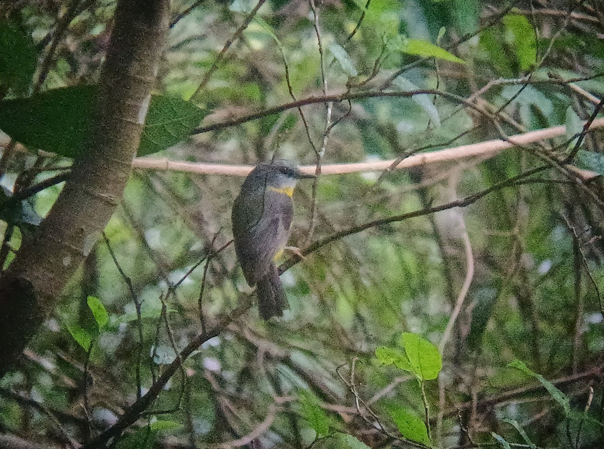 lejsčík žlutý - ML644500707