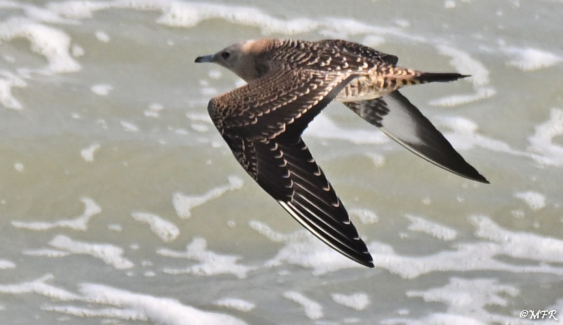 Labbe parasite - ML644500711