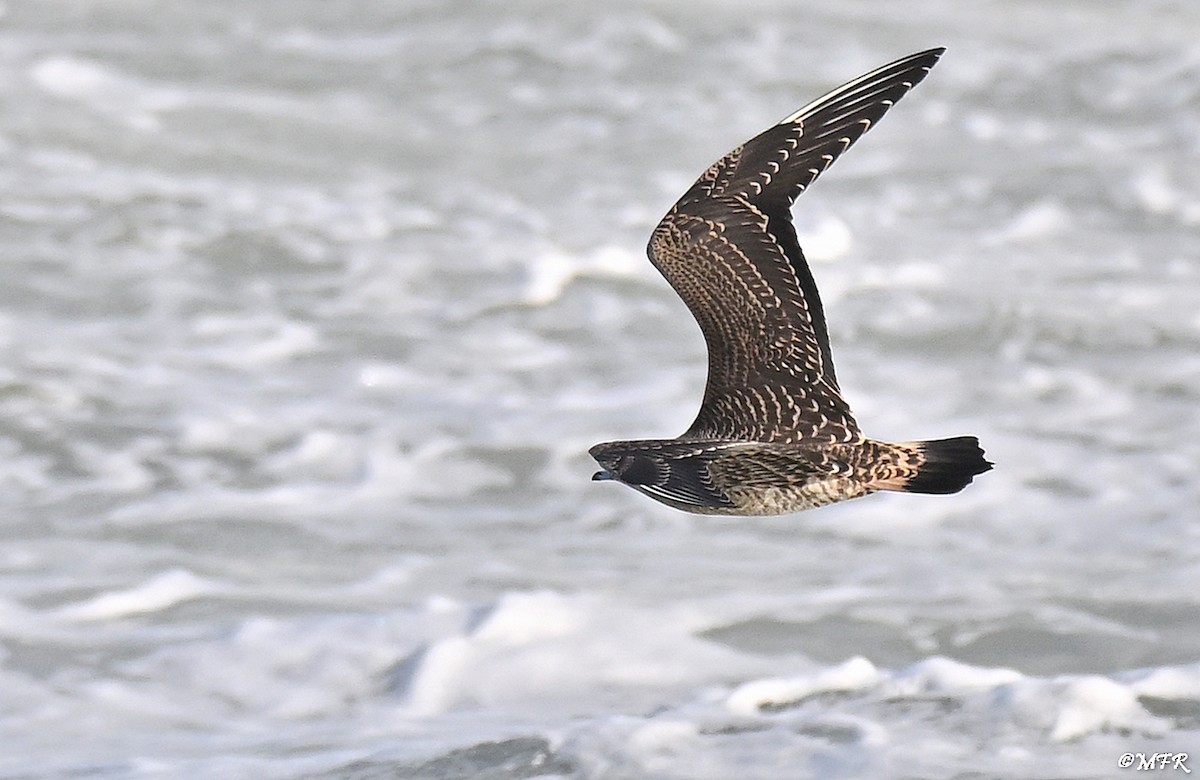 Labbe parasite - ML644500712