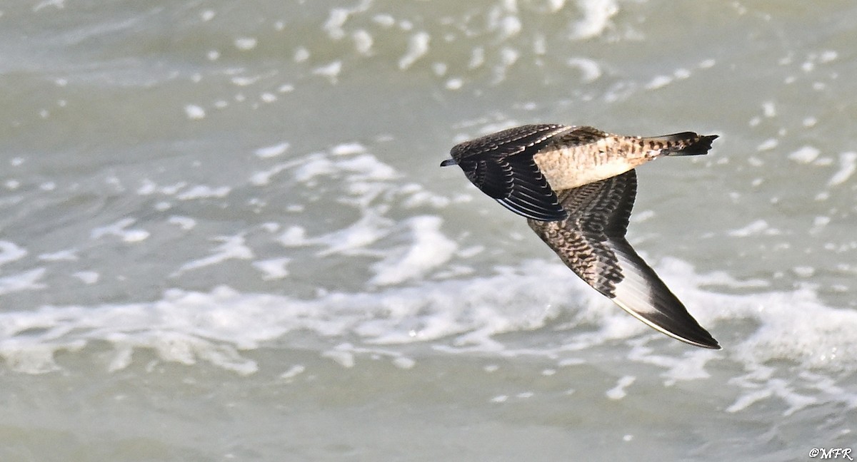 Labbe parasite - ML644500713