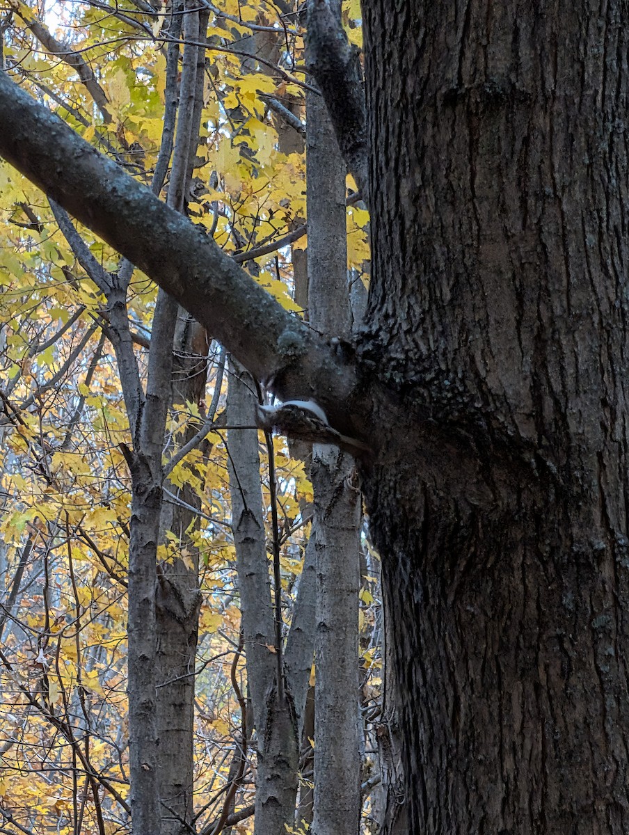 Brown Creeper - ML644500730