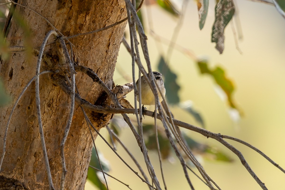 コモントゲハシムシクイ - ML644500735