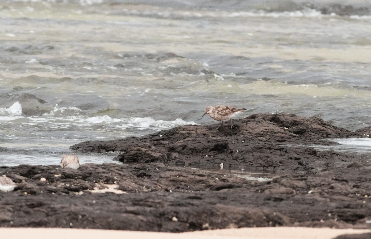 Шармаг элсэг - ML644500743