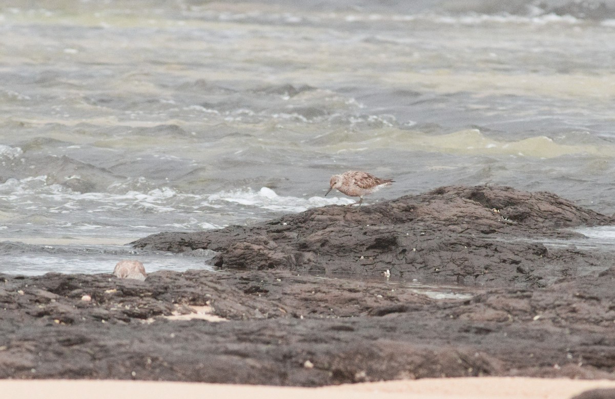 Шармаг элсэг - ML644500745