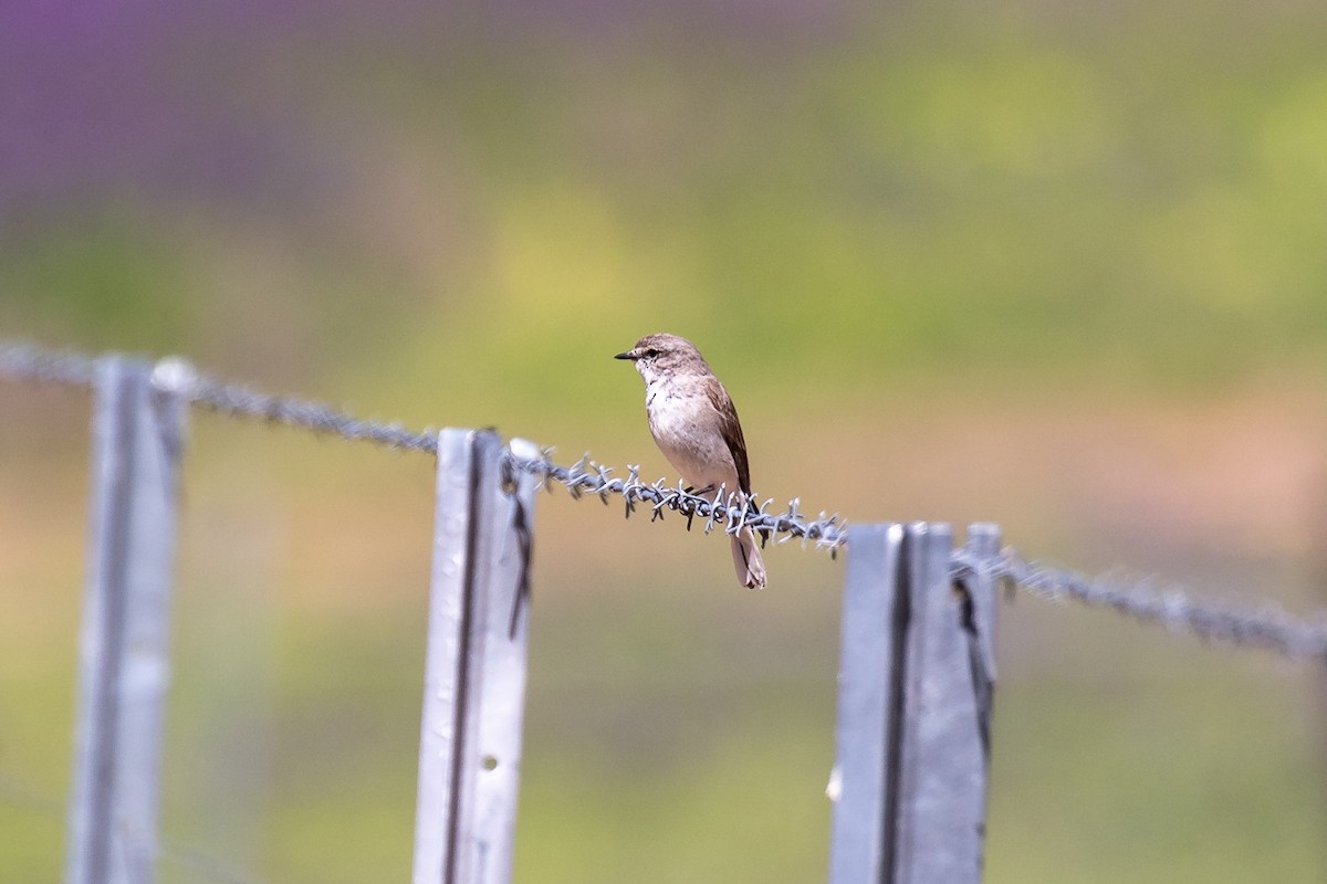 オジロオリーブヒタキ - ML644500750