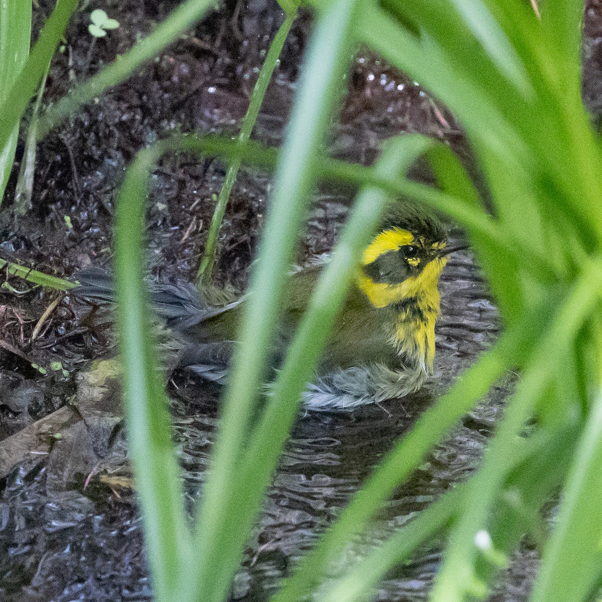 granparula - ML644500751