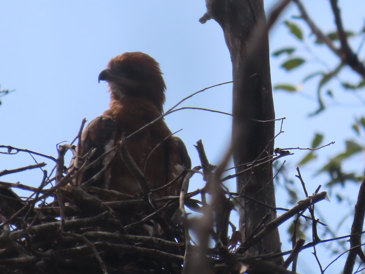 Square-tailed Kite - ML644500753