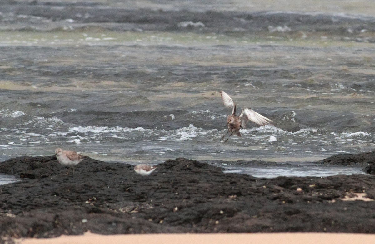 Шармаг элсэг - ML644500758