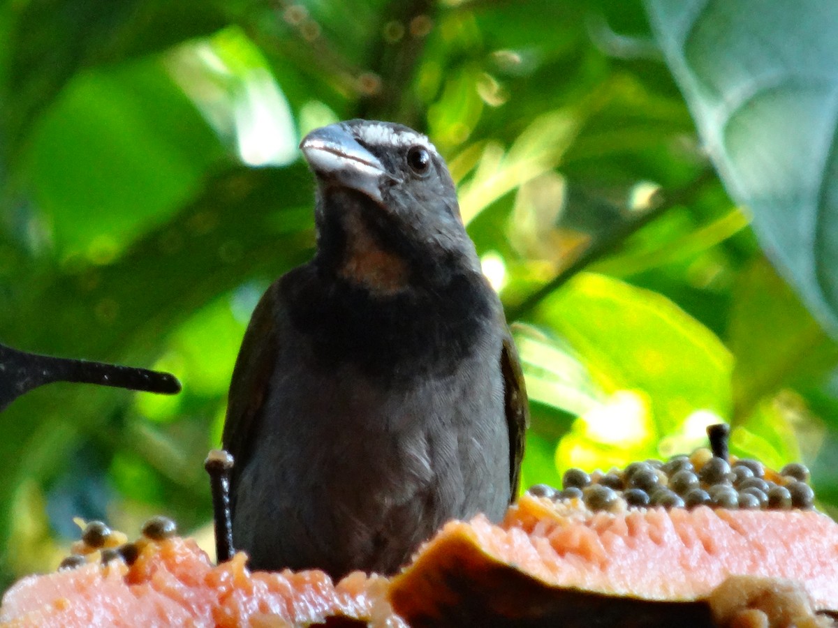 Buff-throated Saltator - ML644500761