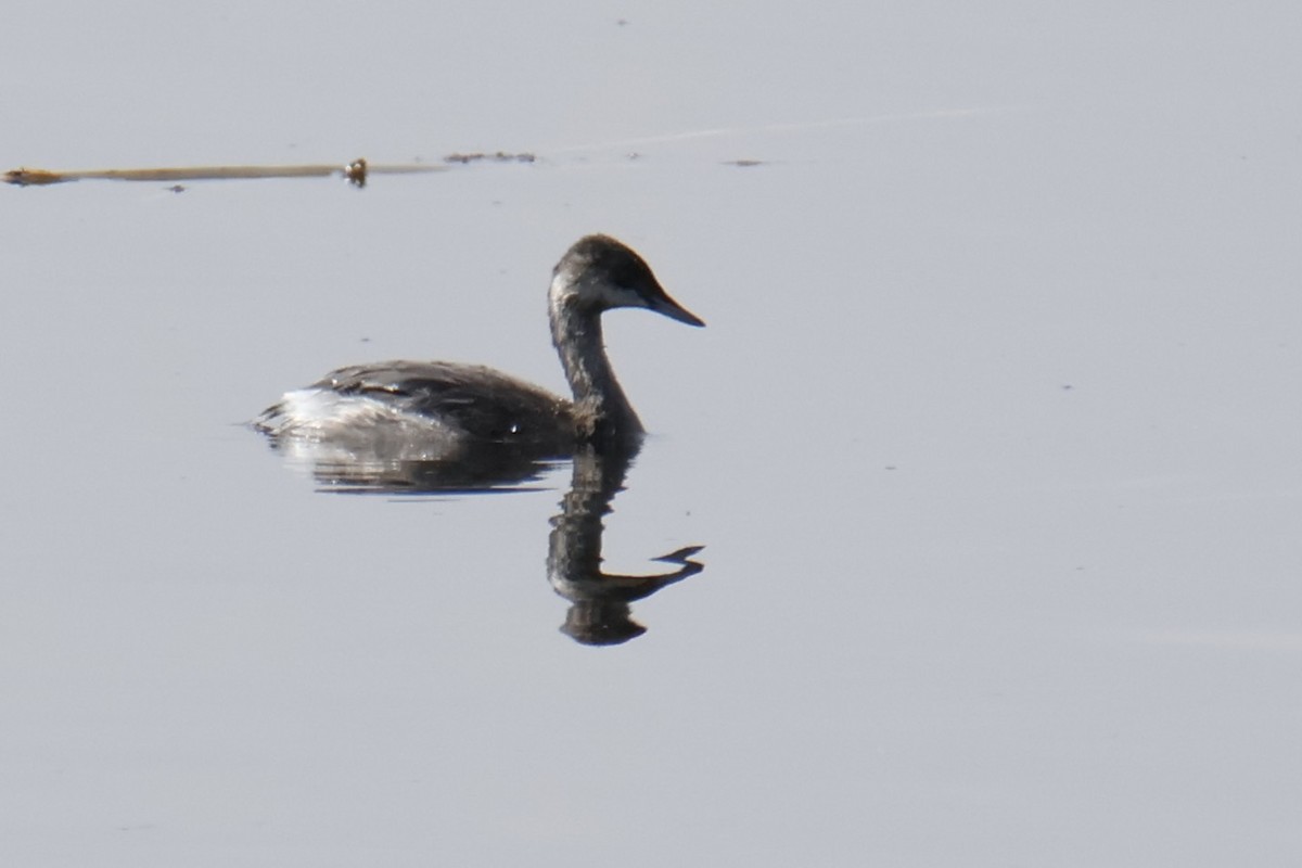 Eared Grebe - ML644500767