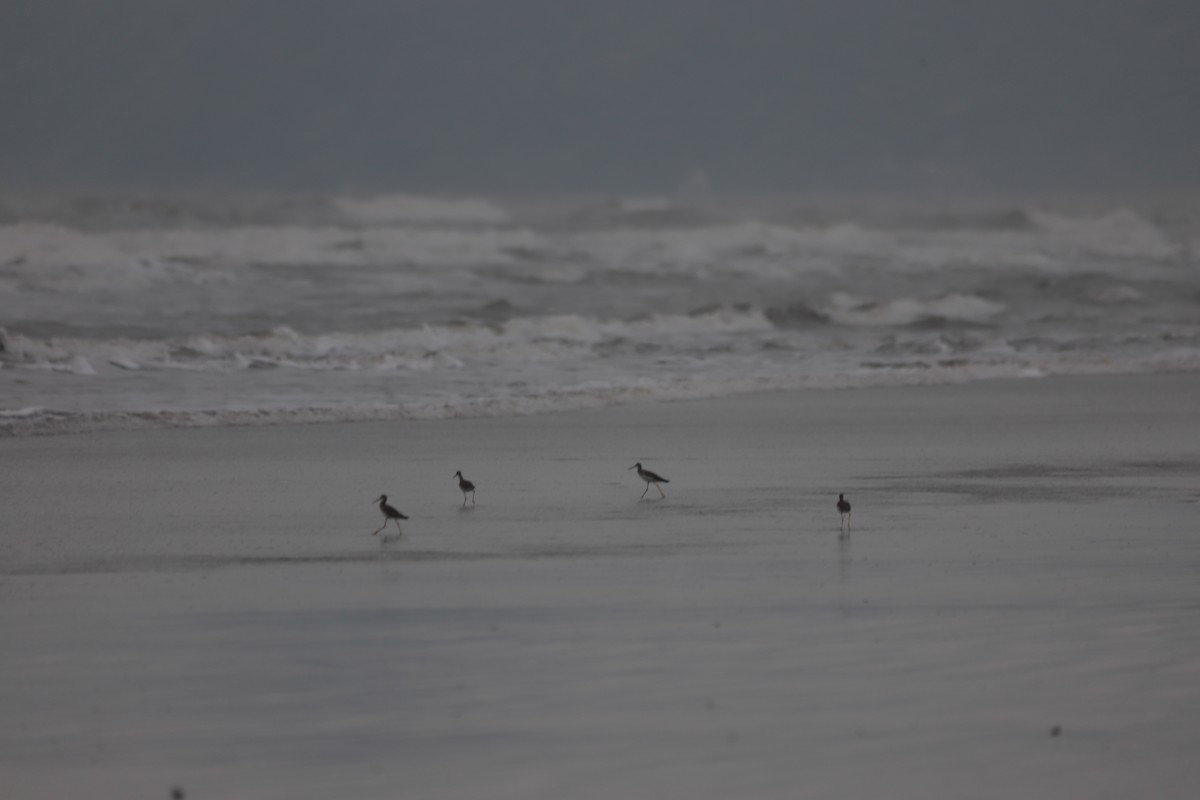 Greater Yellowlegs - ML644500768