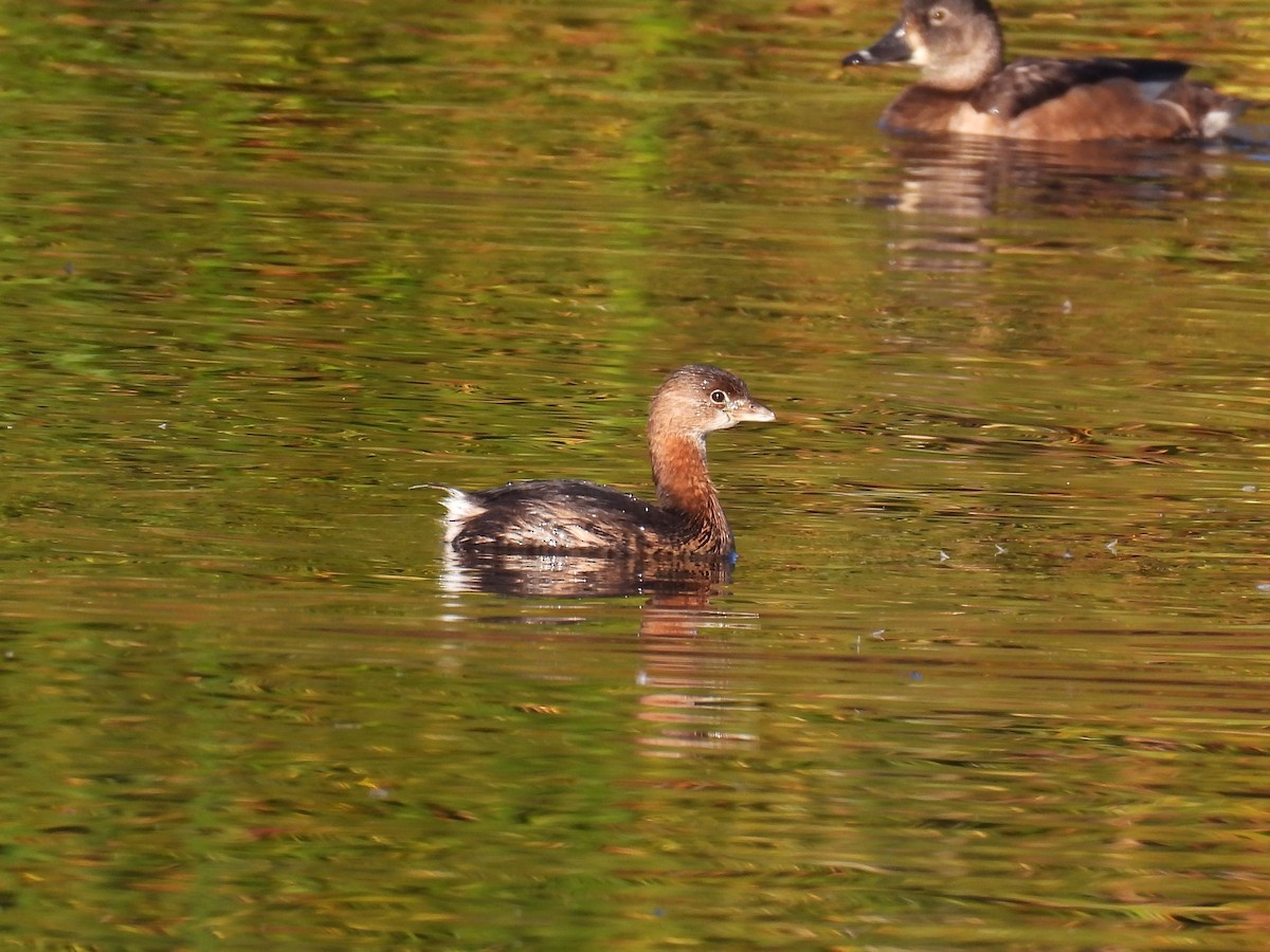 Pied-billed Grebe - ML644500772