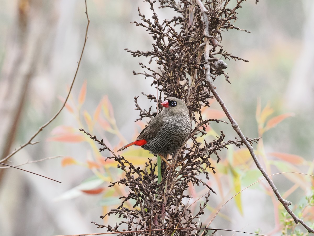 Beautiful Firetail - ML644500779