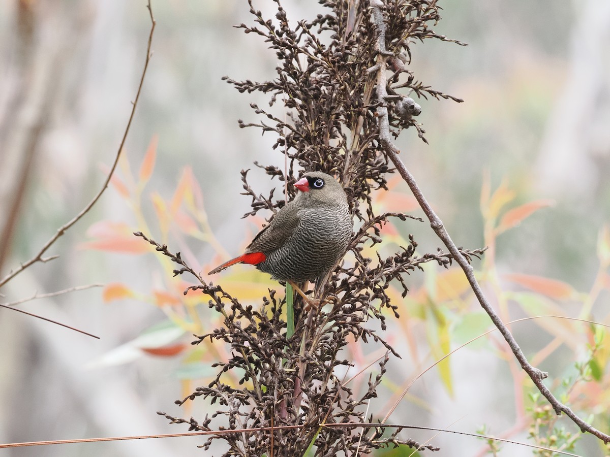 Beautiful Firetail - ML644500780