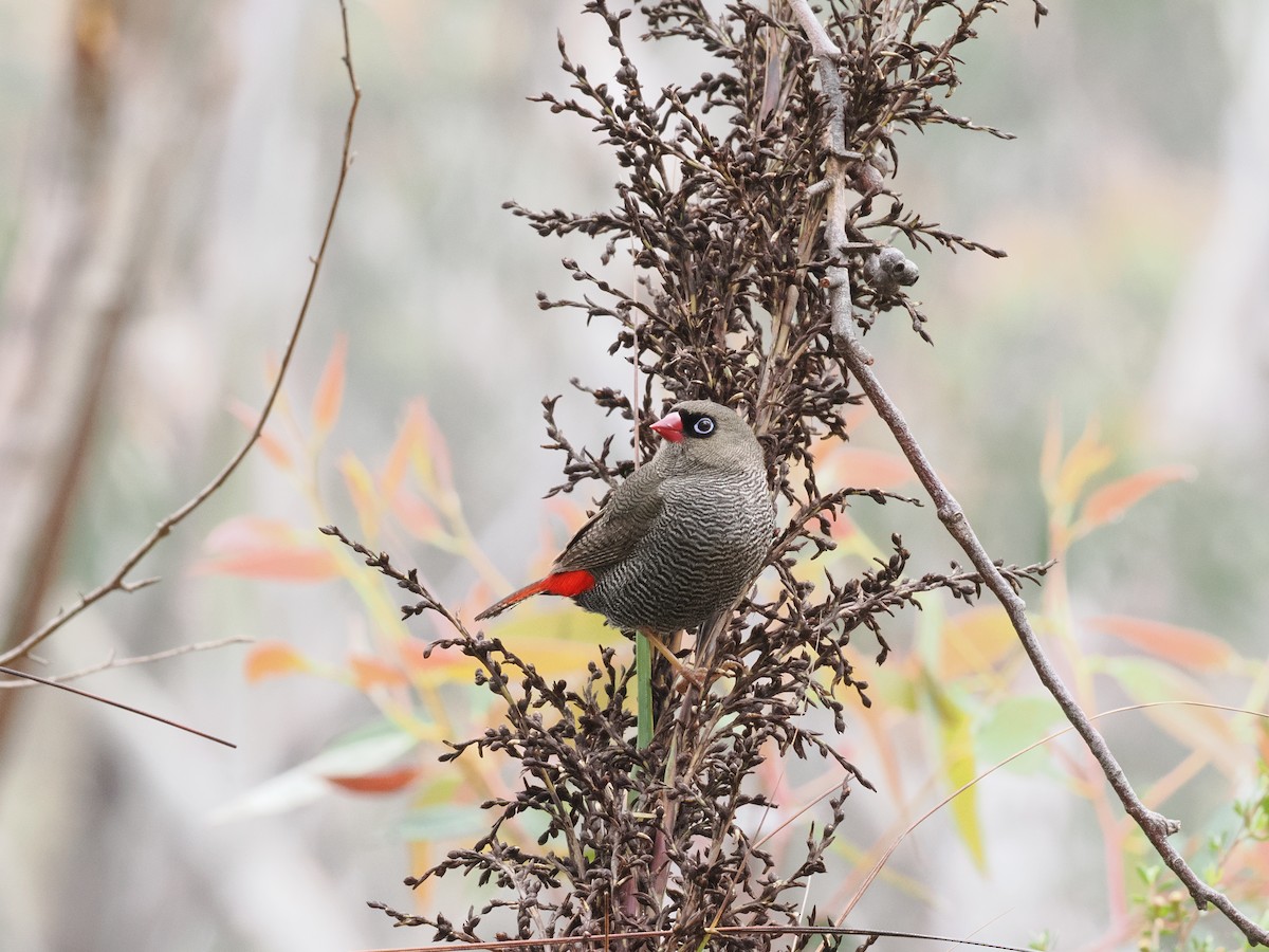 Beautiful Firetail - ML644500781