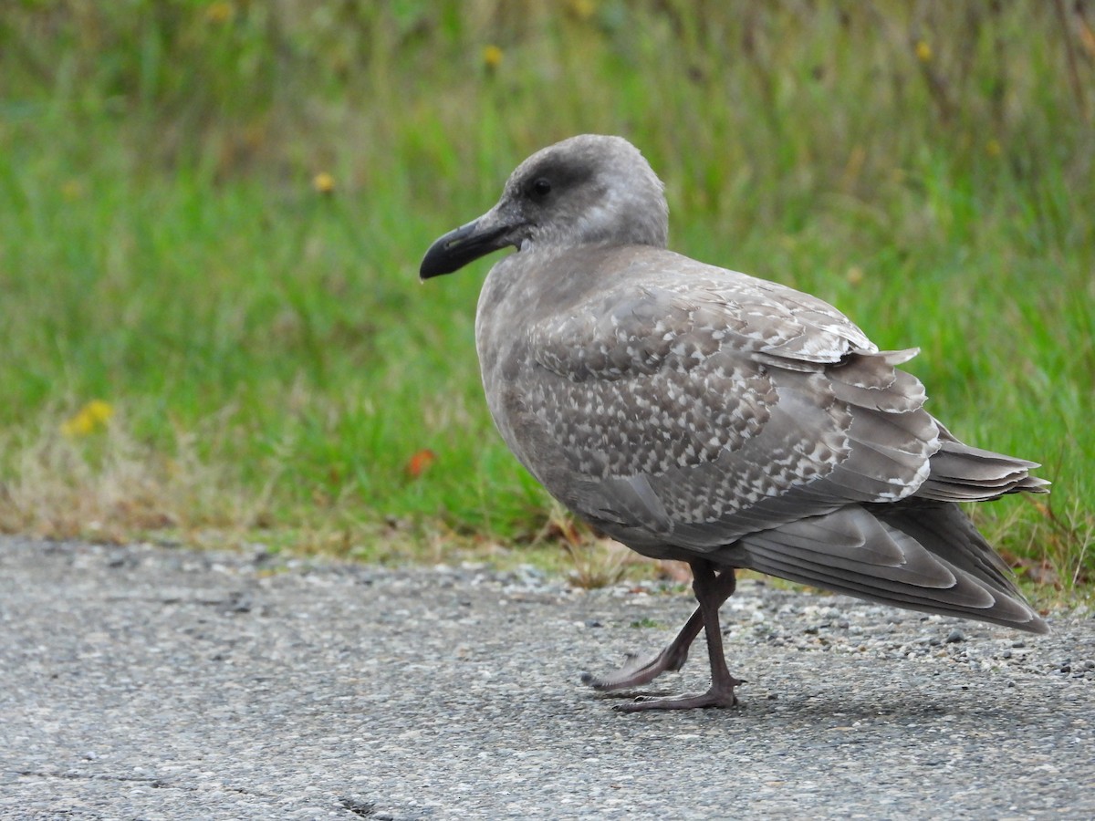 Glaucous-winged Gull - ML644500782